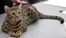 Ocicat Cat Breeders Near Me - Cat Kingpin