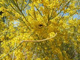 Abeja Libando La Flor De La Retama Plants