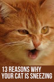 Pin On I Love Cats