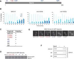 Miranda mckeon contact details, miranda mckeon facebook, miranda mckeon instagram, miranda. Overlapping Kinetochore Targets Of Ck2 And Aurora B Kinases In Mitotic Regulation Molecular Biology Of The Cell