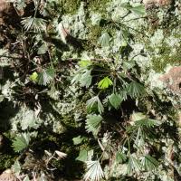 Image result for Actiniopteris semiflabellata