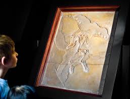 Over the years, twelve body fossil specimens of archaeopteryx and a feather that may belong to it have been found, though the haarlem. Archaeopteryx Lithographica The Berlin Specimen Museum Fur Naturkunde Berlin Google Arts Culture