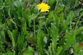 Unlike the previous false dandelion the radicata is an import from europe. Cat S Ear Cooking With Forage The Northwest Forager