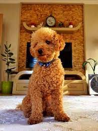 2021 satilik toy poodle fiyatlari panosundaki pin