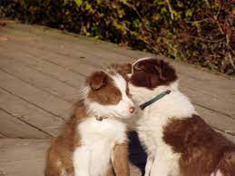 Border collie pups out of generations of proven herding dogs. Journey S End Ranch