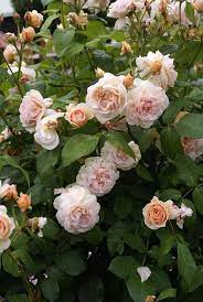 Sweet Juliet English Rose English Roses David Austin Roses Rose Garden