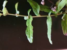 Image result for Gutenbergia