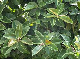 A tree which can produce latex, a rubber tree, including hevea brasiliensis. Ficus Elastica Origin Cultivation Description And Uses