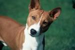 Austrian Shorthaired Pinscher