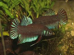 Betta Imbellis Crescent Betta Betta Betta Fish Beautiful Fish