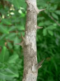 Image result for Zanthoxylum chalybeum