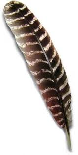 Black And White Striped Bird Feather Turkey Feather Turkey Tattoos Feather Tattoo Turkey Feathers