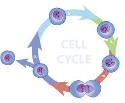 Business Error Learn Science At Scitable Cell Cycle Cell Biology Learning Science