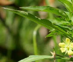 Image result for Ludwigia leptocarpa