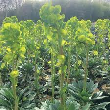 Image result for Euphorbia eranthes