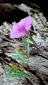 Because of its fast growth and prodigious seed production, many jurisdictions consider it an invasive weed plant. Ipomoea Aquatica Vietnamese Water Spinach Rau Muong This Particular Plant Was Found Goose Creek State Park Nc Cvety