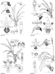 Image result for Microcharis latifolia