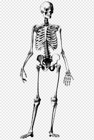 Jeff mellem, artist and author of how to draw people, shares the top dos and don'ts of drawing anatomy for beginners so you can start drawing more realistic figures in no time. Skeleton Png Images Pngwing