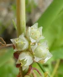 Image result for Cuscuta abyssinica
