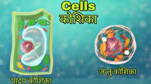 Maybe you would like to learn more about one of these? Cell Structure In Hindi à¤• à¤¶ à¤• à¤¸ à¤°à¤šà¤¨ Cell Class 9 Cells In Hindi Cells In Hindi Animation Youtube