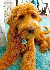 08doodle Haircuts Goldendoodle Grooming Goldendoodle Goldendoodle Haircuts