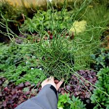 Image result for Juncus