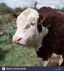 Hereford Bull Nose Ring Stock Photos Hereford Bull Nose Ring Bull Nose Ring Hereford Bull