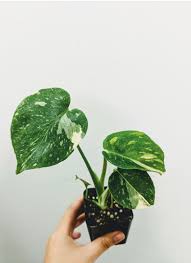 Newest Littlw Baby To The Family Monstera Deliciosa Variegata Houseplants Houseplants Variegated Plants Small Indoor Plants