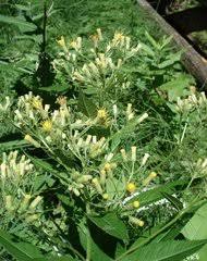 Image result for Senecio luembensis