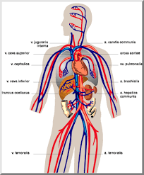 Affordable and search from millions of royalty free images, photos and vectors. Circulatory System Smoothoperatorproject
