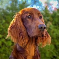 27 Quiet Dog Breeds Dogs That Don T Bark 15 quiet dog breeds that rarely bark. 27 quiet dog breeds dogs that don t bark