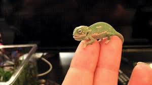 Tiny Baby Chameleon Tests Its Color Changing Abilities Baby Chameleon Cute Little Animals Chameleon Changing Color