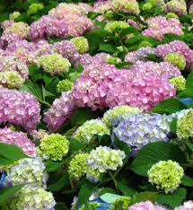 Hydrangea endless summer® 'blushing bride'. Endless Summer Hydrangeas Sunnyside Nursery
