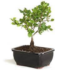 It is important to check your oak bonsai every morning and evening to determine if it needs watering. Oak Bonsai Tree