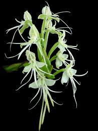 Image result for Habenaria mosambicensis