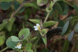 Image result for Linderniella