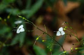 Image result for Aneilema