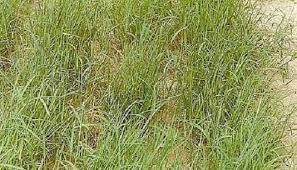 Image result for Digitaria debilis