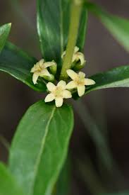 Image result for Fadogia schmitzii