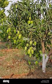 Image result for Mangifera indica