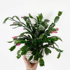 • the main difference between the two cacti is the time they. Christmas Cactus Thanksgiving Cactus Schlumbergera Distinction And Care My Tasteful Space