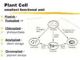 Controls movements of materials in/out of the cell. Plant Physiology Z Plant Functions Y 1 Capture