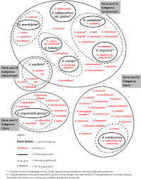 Image result for Vigna kirkii