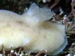 Image result for Cuviera tomentosa