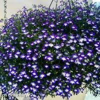 Image result for Lobelia fervens