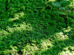 Image result for Azolla