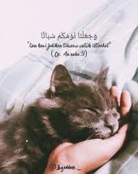 Kucing adalah hewan yang lucu dan menggemaskan. 70 Ide Kucing Lucu Di 2021 Kucing Lucu Kucing Anak Kucing Menggemaskan