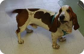 Maybe you would like to learn more about one of these? Virginia Beach Va Basset Hound Meet Oscar A Pet For Adoption