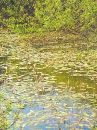 Image result for Aponogetonaceae