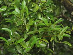 Image result for Calophyllum